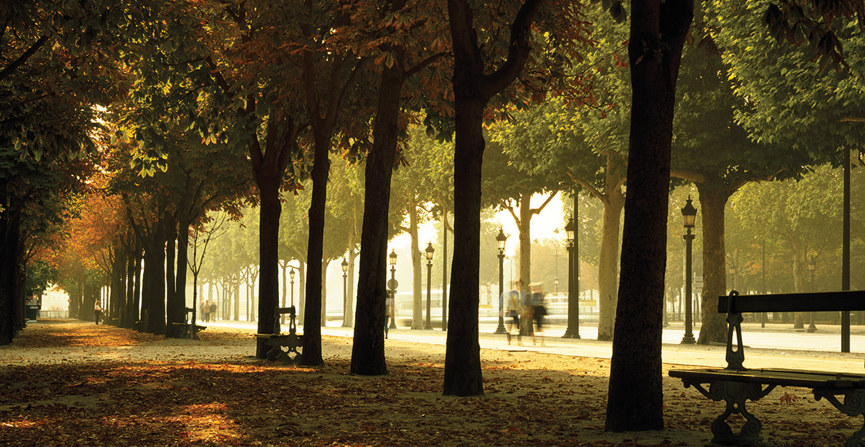 Champs Elysees Tree Walk