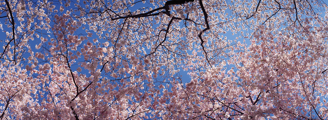 Cerezos en Washington Lienzo