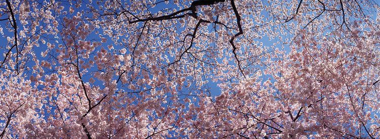 Cerezos en Washington Lienzo