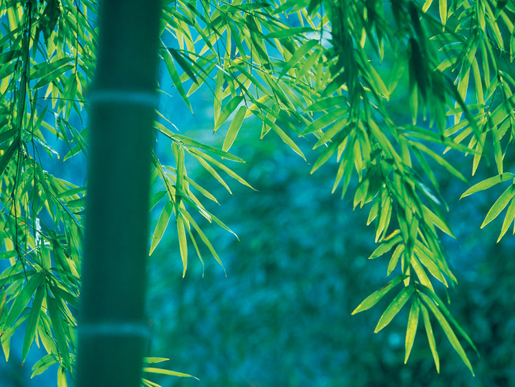 Saga Prefecture Bamboo