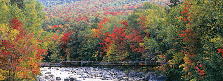 Autumn in White Mountain