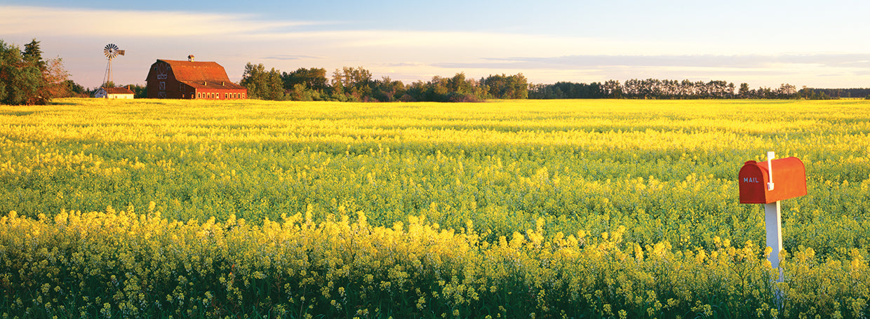 Campos de canola amarilla Lienzo