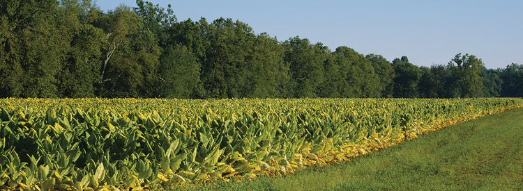 Campos de tabaco de Kentucky Lienzo