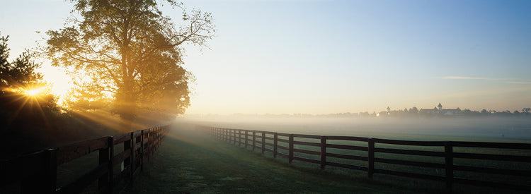 Horse Farm Morning