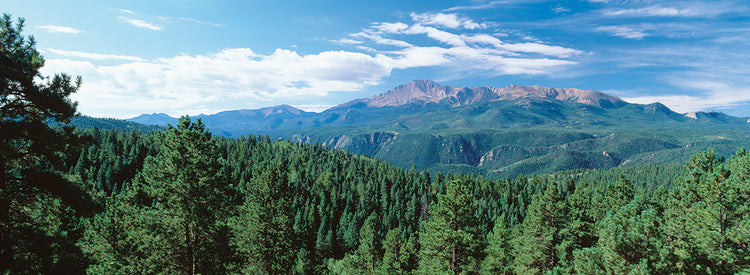 Árboles de Pikes Peak Lienzo