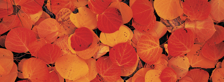 Fall Aspen Leaves