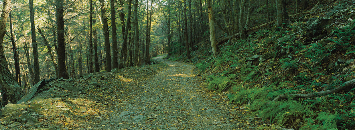 Árboles de Shenandoah Lienzo