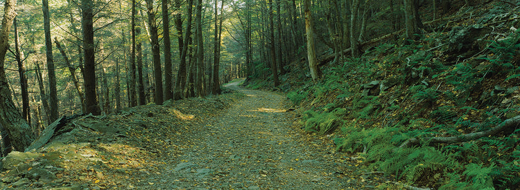 Árboles de Shenandoah Lienzo