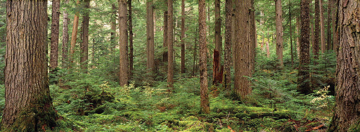 Bosque Cheakamus, Canadá Lienzo