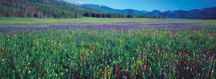 Campos de flores de Idaho Lienzo