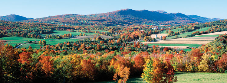 Fall Trees in Vermont