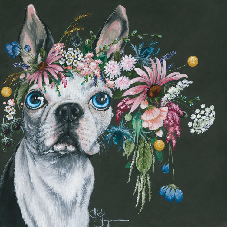 Boston Terrier