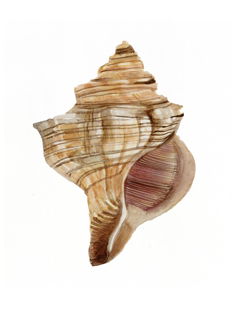 Colección Neutral Shell 1 Lienzo