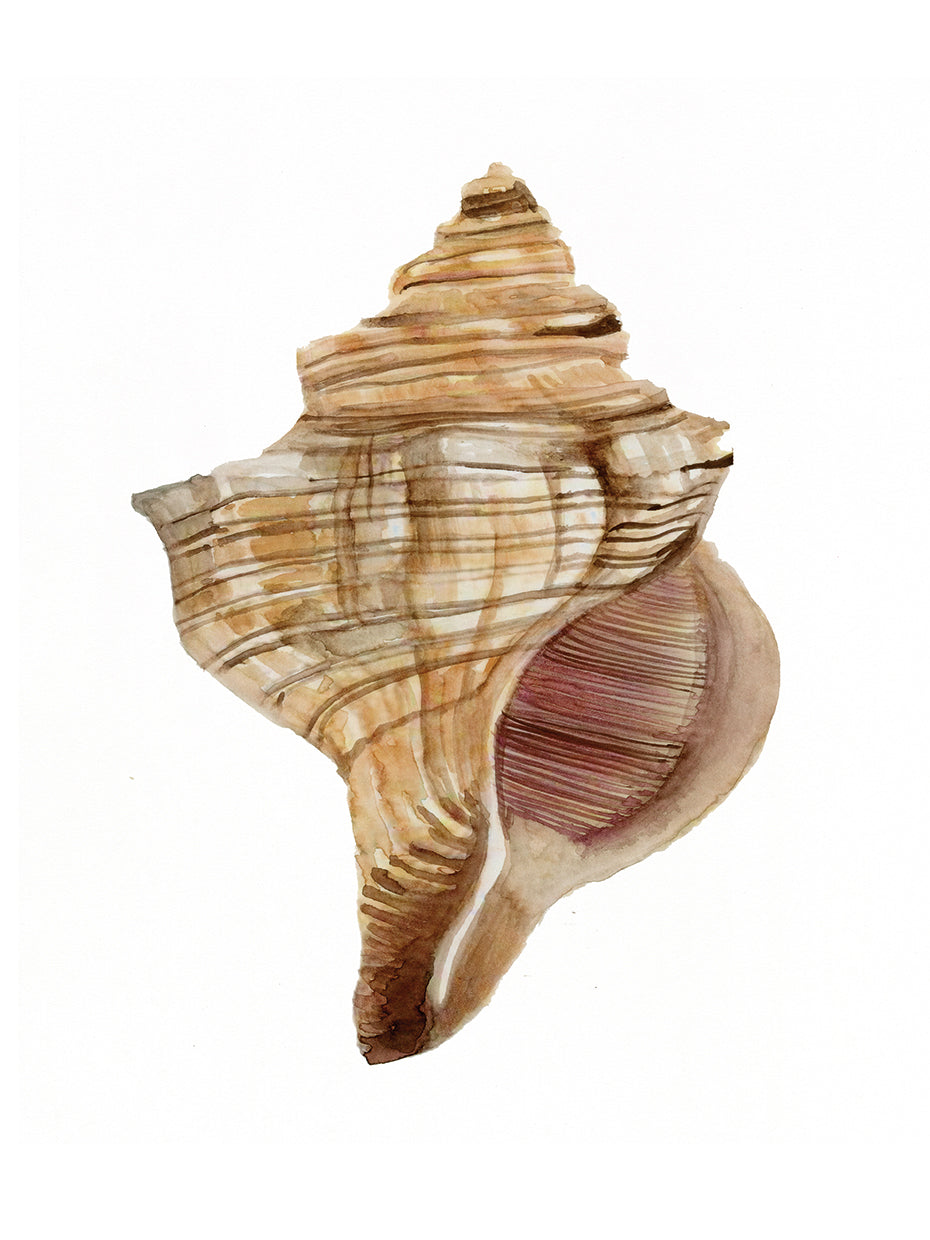 Colección Neutral Shell 1 Lienzo