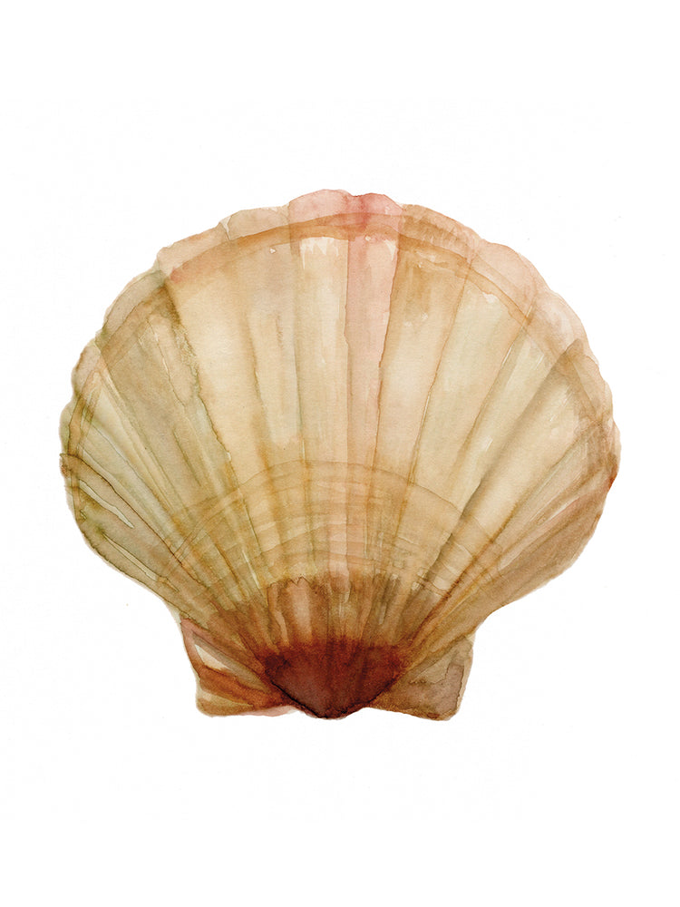 Colección Neutral Shell 2 Lienzo