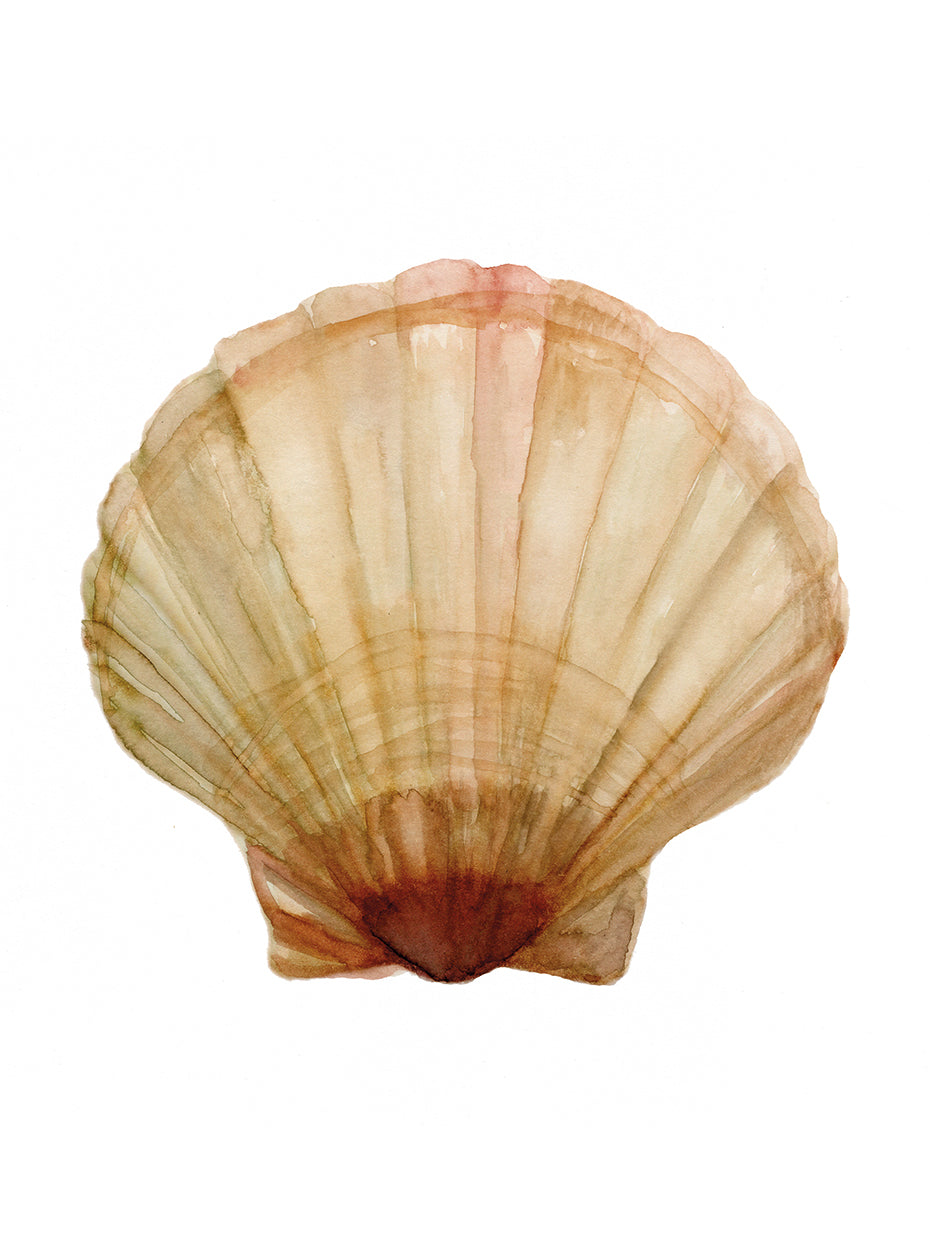 Colección Neutral Shell 2 Lienzo