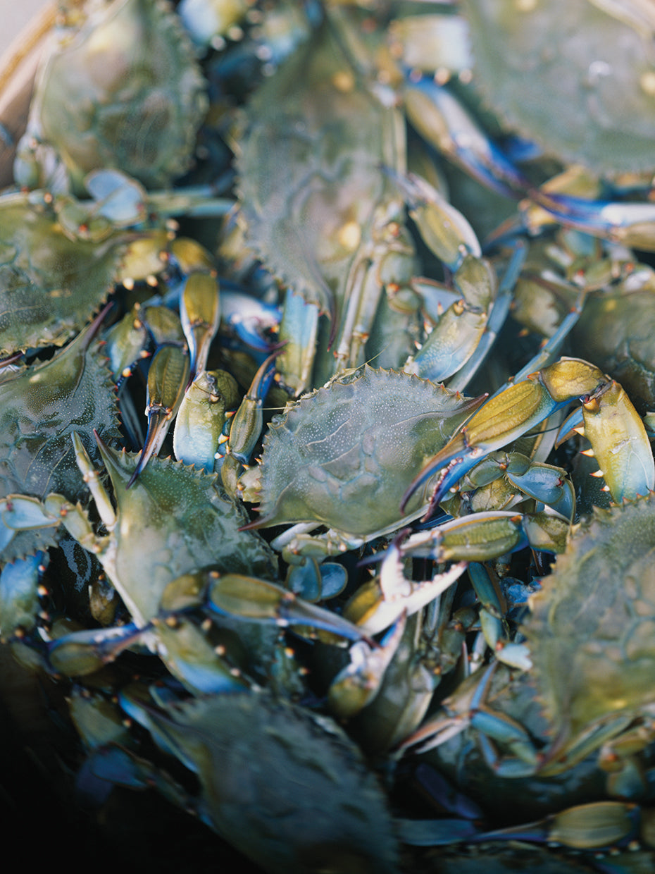 Maryland Crabs