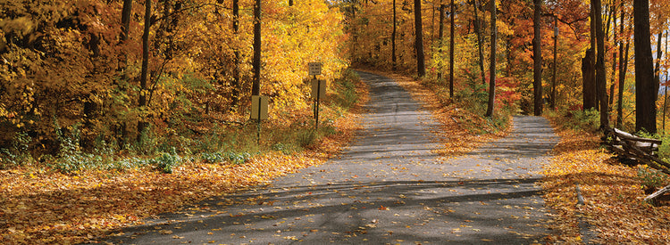 Autumn Leaves in Connecticut