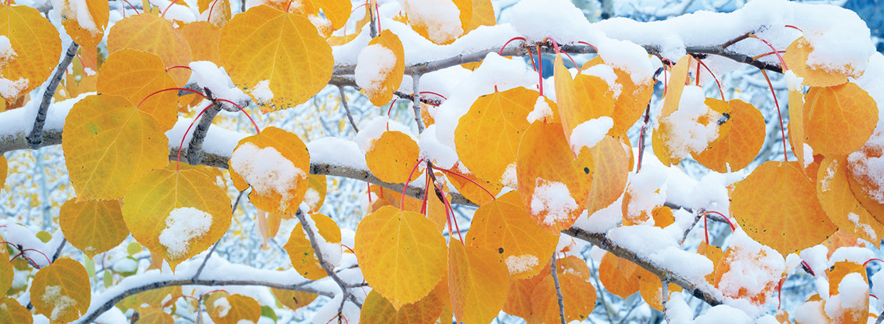 Álamos tembloses cubiertos de nieve Lienzo