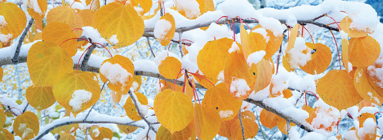 Álamos tembloses cubiertos de nieve Lienzo