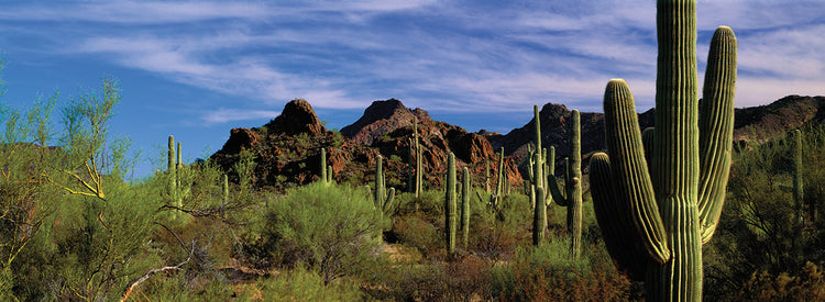 Saguaros majestuosos Lienzo