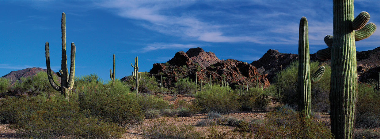 Saguaros Standing Tall