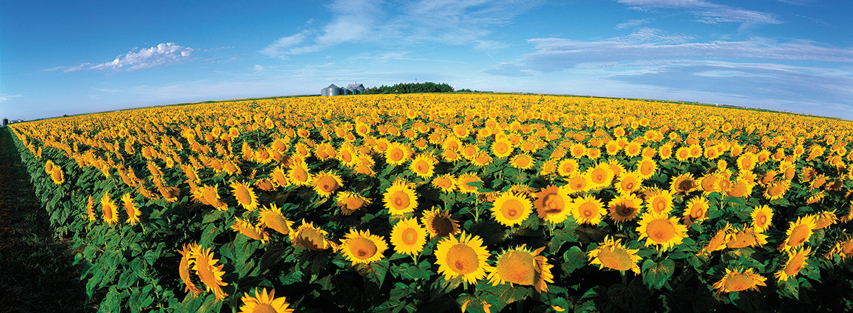 Girasoles de Kansas Lienzo