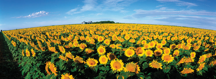 Girasoles de Kansas Lienzo