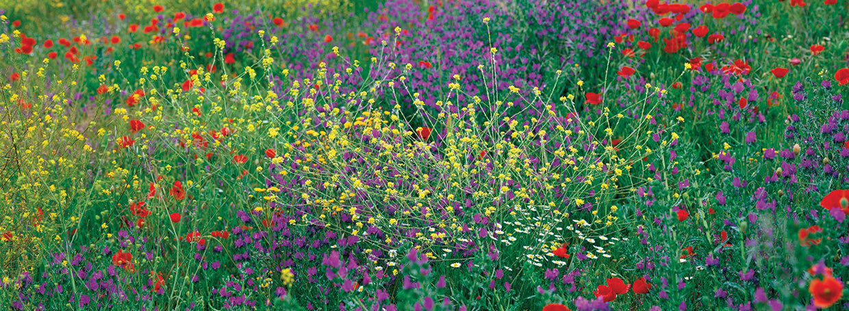 Flores silvestres en españa Lienzo