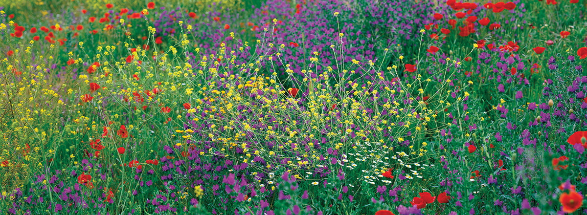 Wildflowers in Spain