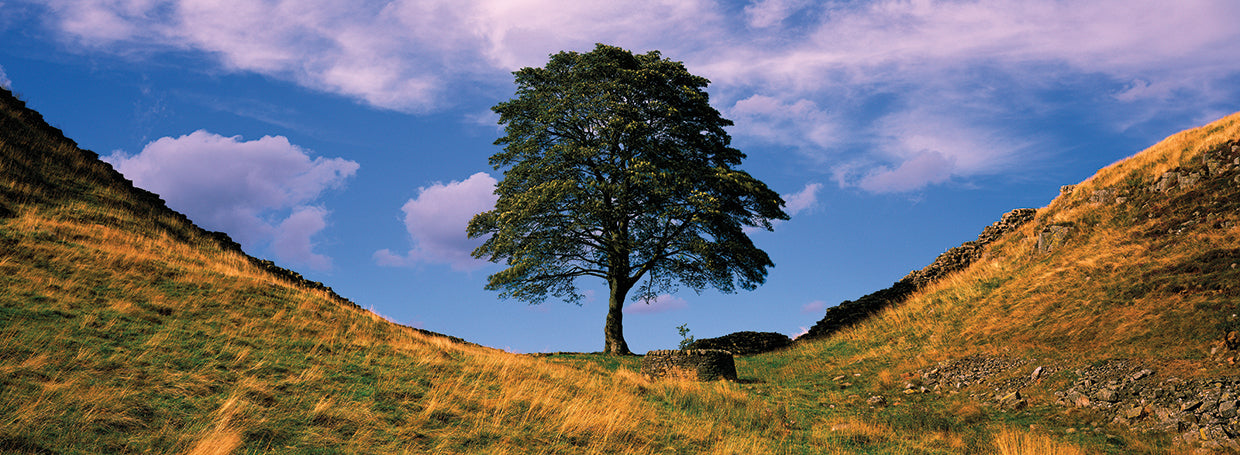 Lone Tree en el muro de Adriano Lienzo
