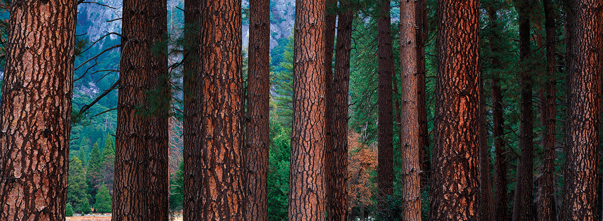 Troncos de pino Ponderosa Lienzo