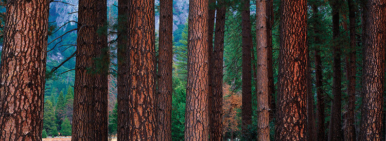 Troncos de pino Ponderosa Lienzo