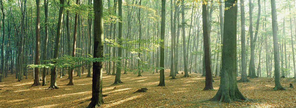 Annweiler Woodlands