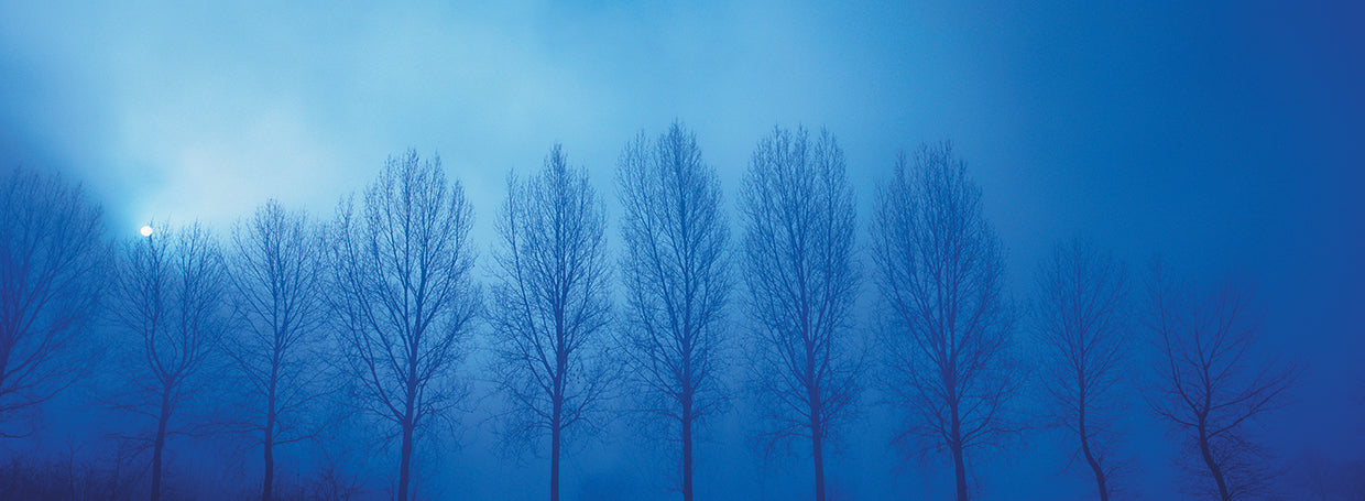 Árboles en la niebla, Bélgica Lienzo