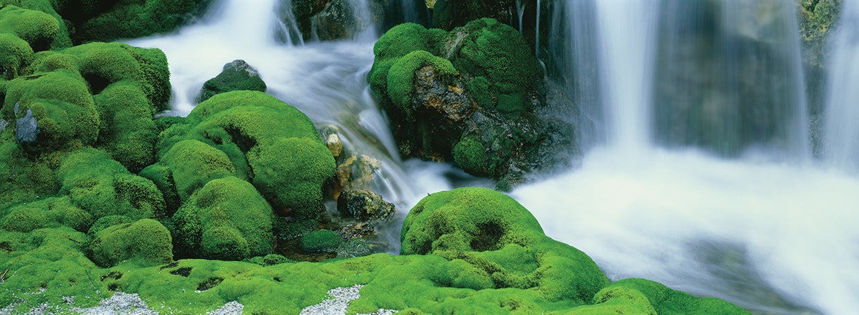Rocas cubiertas de musgo en Gunma Lienzo
