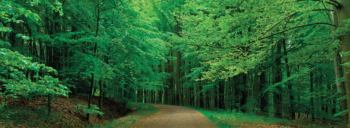Forest Road in Germany