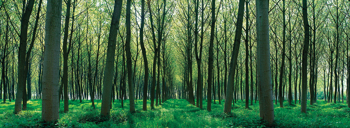 French Forest Trail