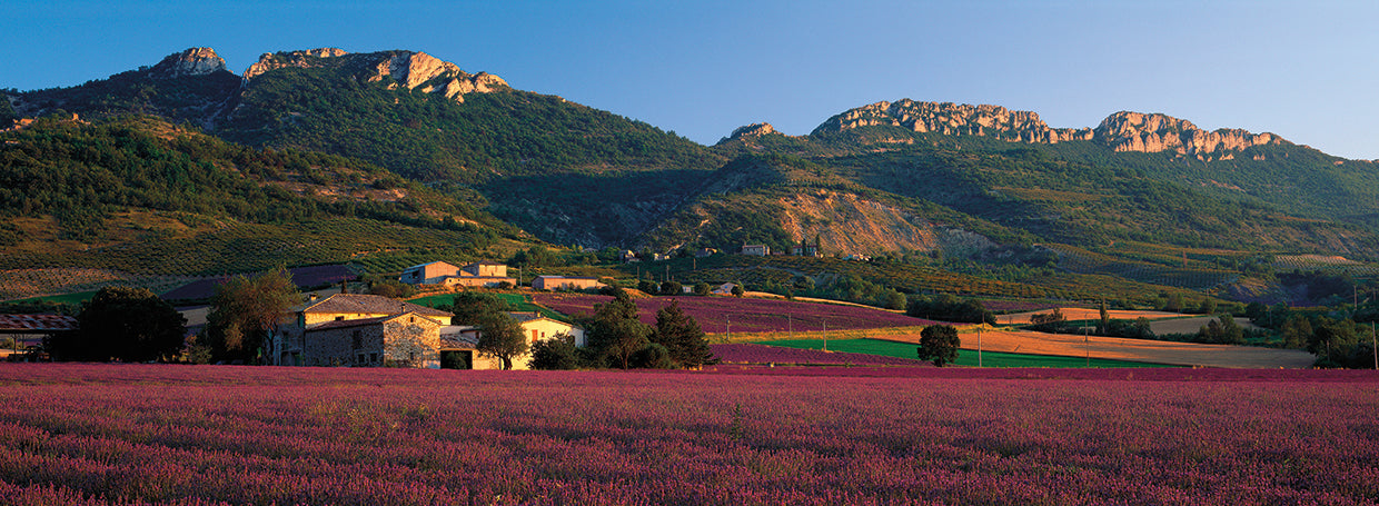 Campos de lavanda de Provenza Lienzo
