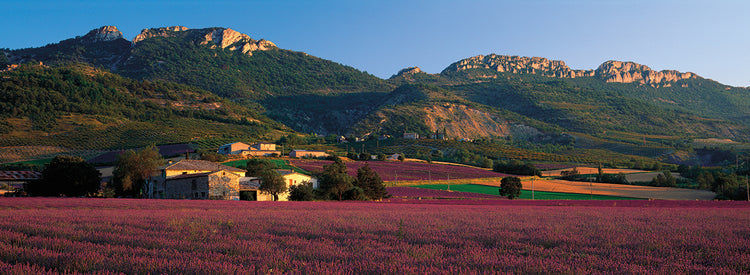 Campos de lavanda de Provenza Lienzo