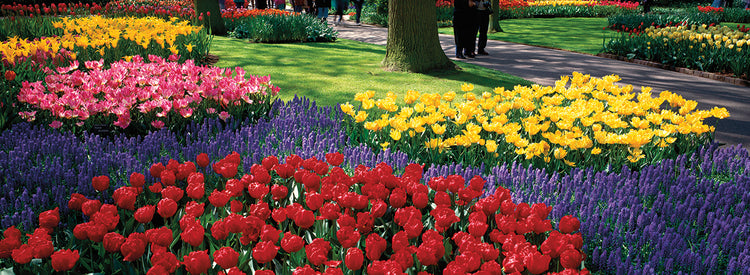 Jardines de Holanda Lienzo