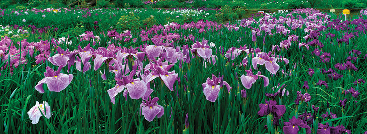 Jardín de iris japonés Lienzo