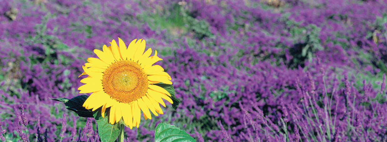 Girasol en lavanda Lienzo