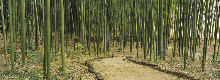 Bamboo Path in Kyoto