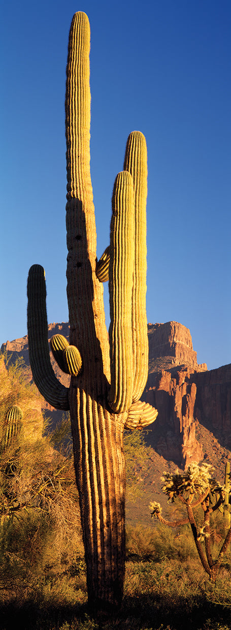Saguaro en Superstition Mountains Lienzo