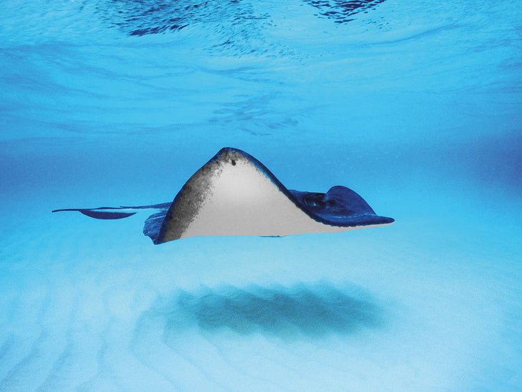 Natación Stingray Lienzo