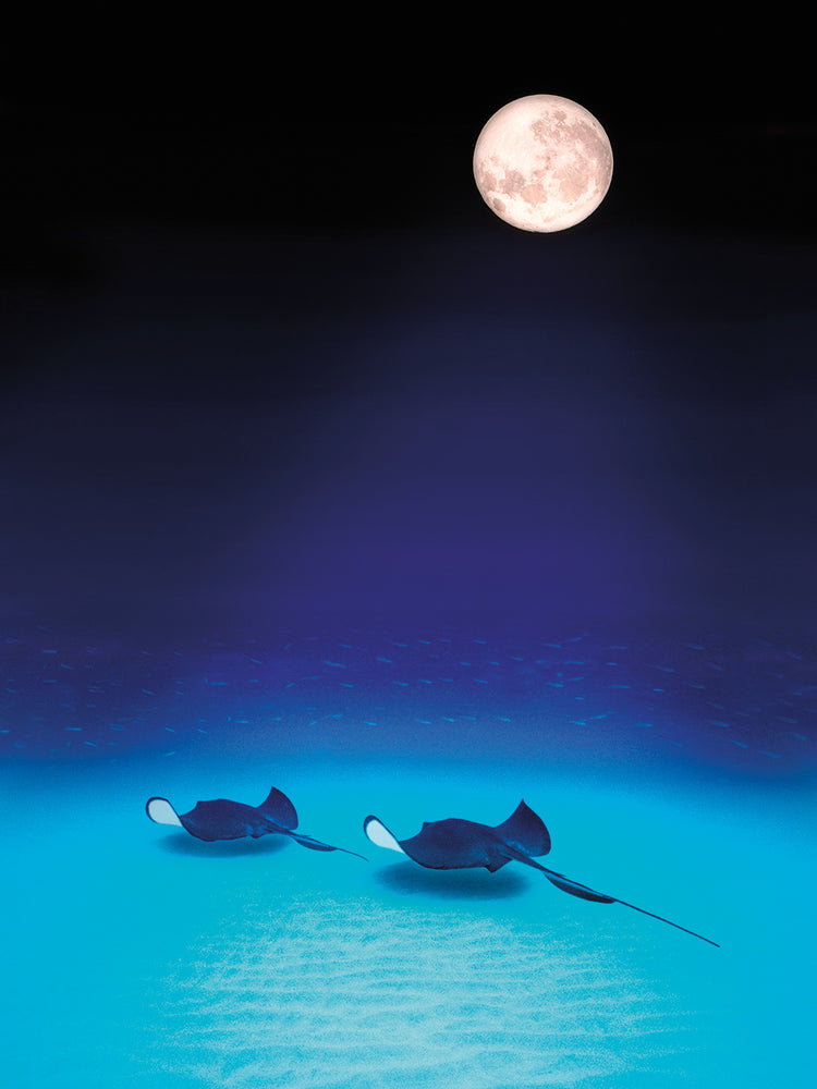 Southern Stingrays at Night