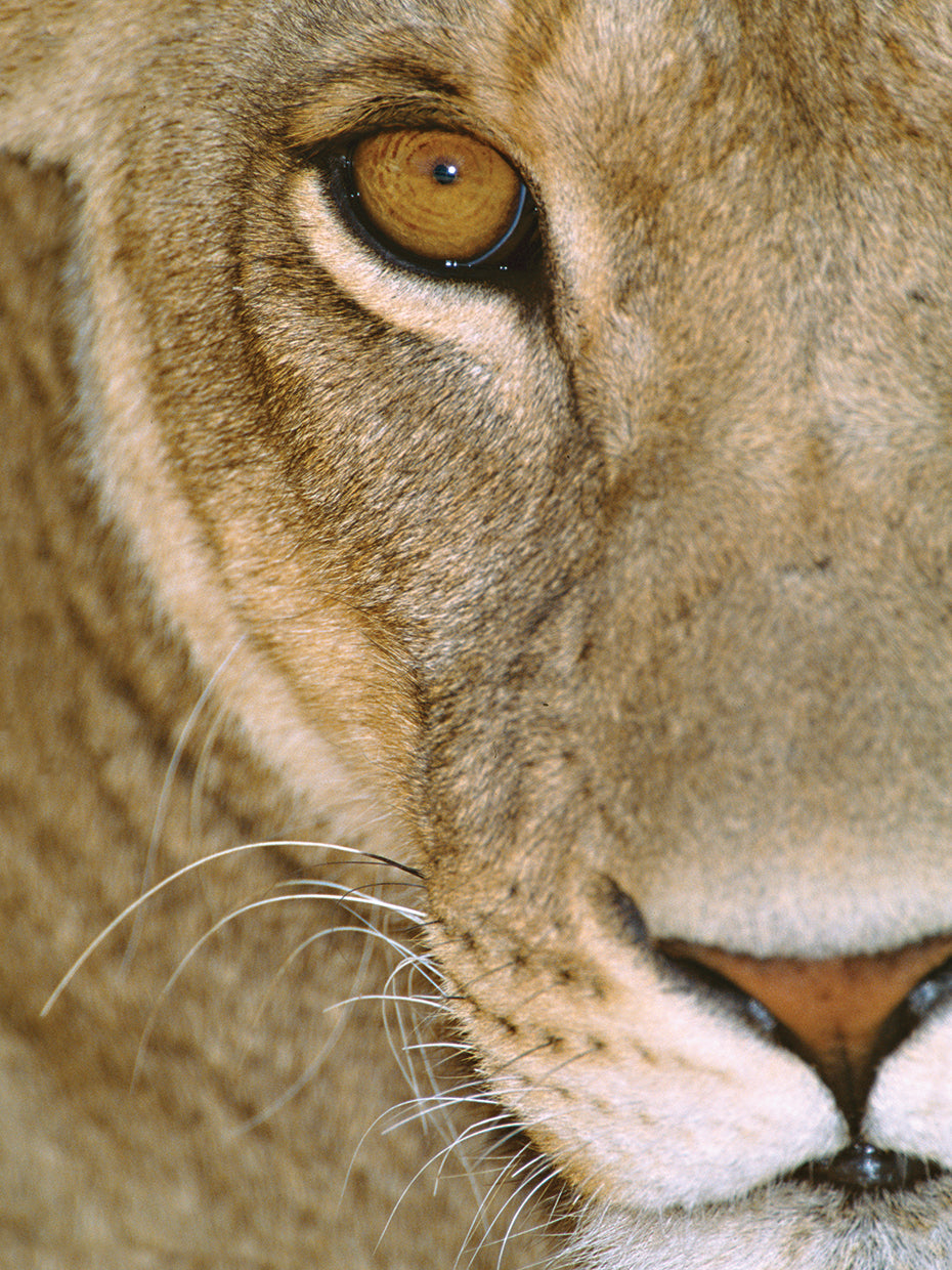Face of the Lioness