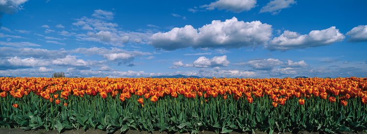 Tulipanes del valle de Skagit Lienzo
