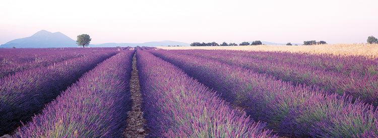 Rows of Lavender, France